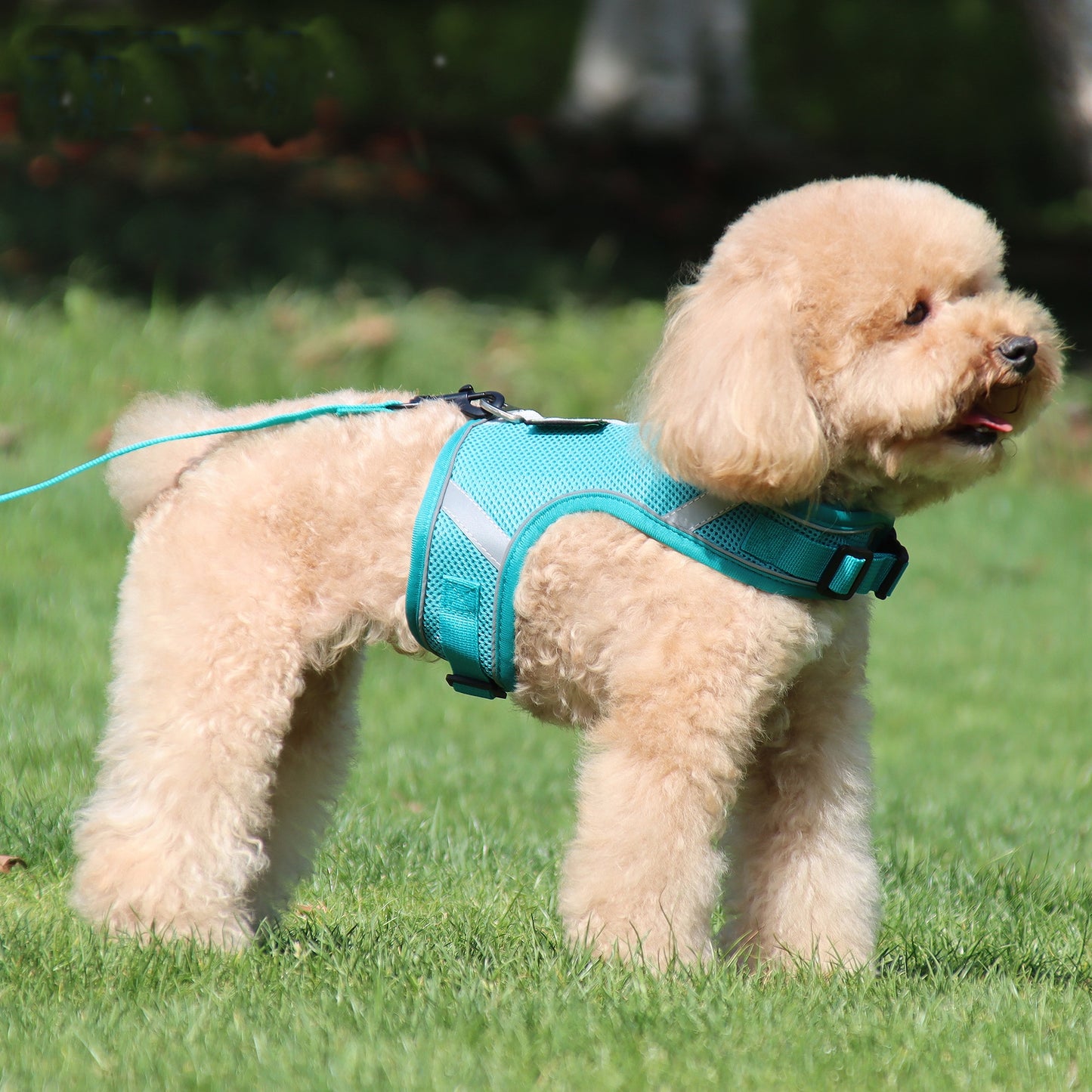 Pet Soft Adjustable Harness