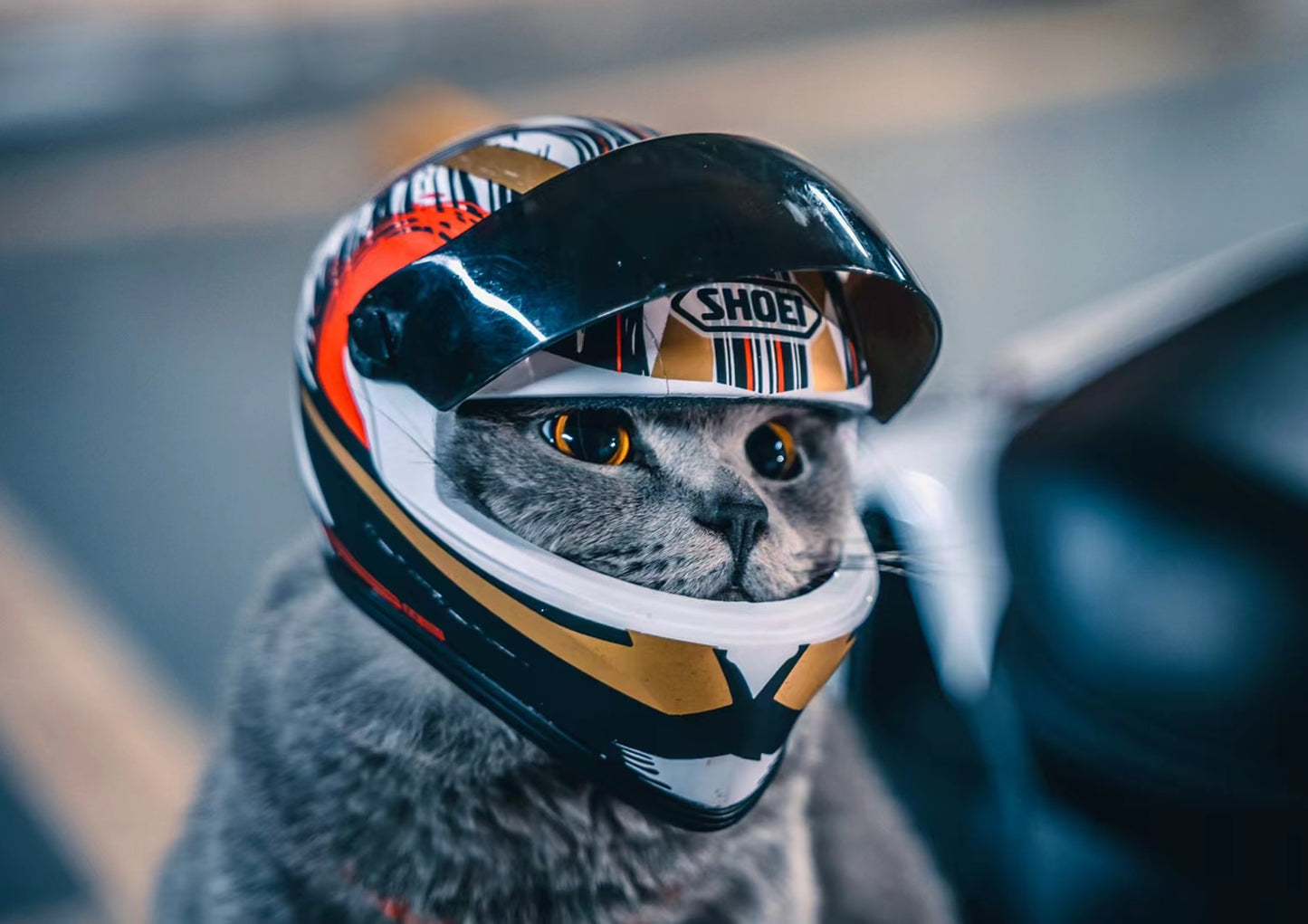 Cat Motorcycle Helmet