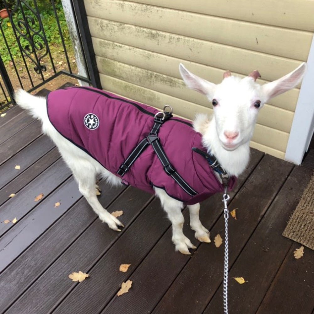 Harness Winter Jacket For Pets